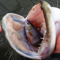 Savage Gear 3D Line Thru Roach 18cm